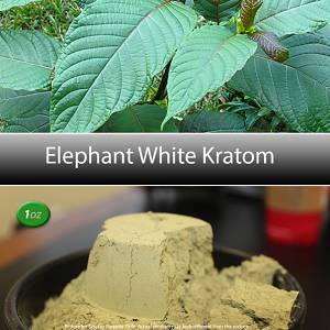 elephant white kratom