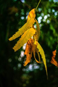Yellow Horned Leaf Kratom Powder